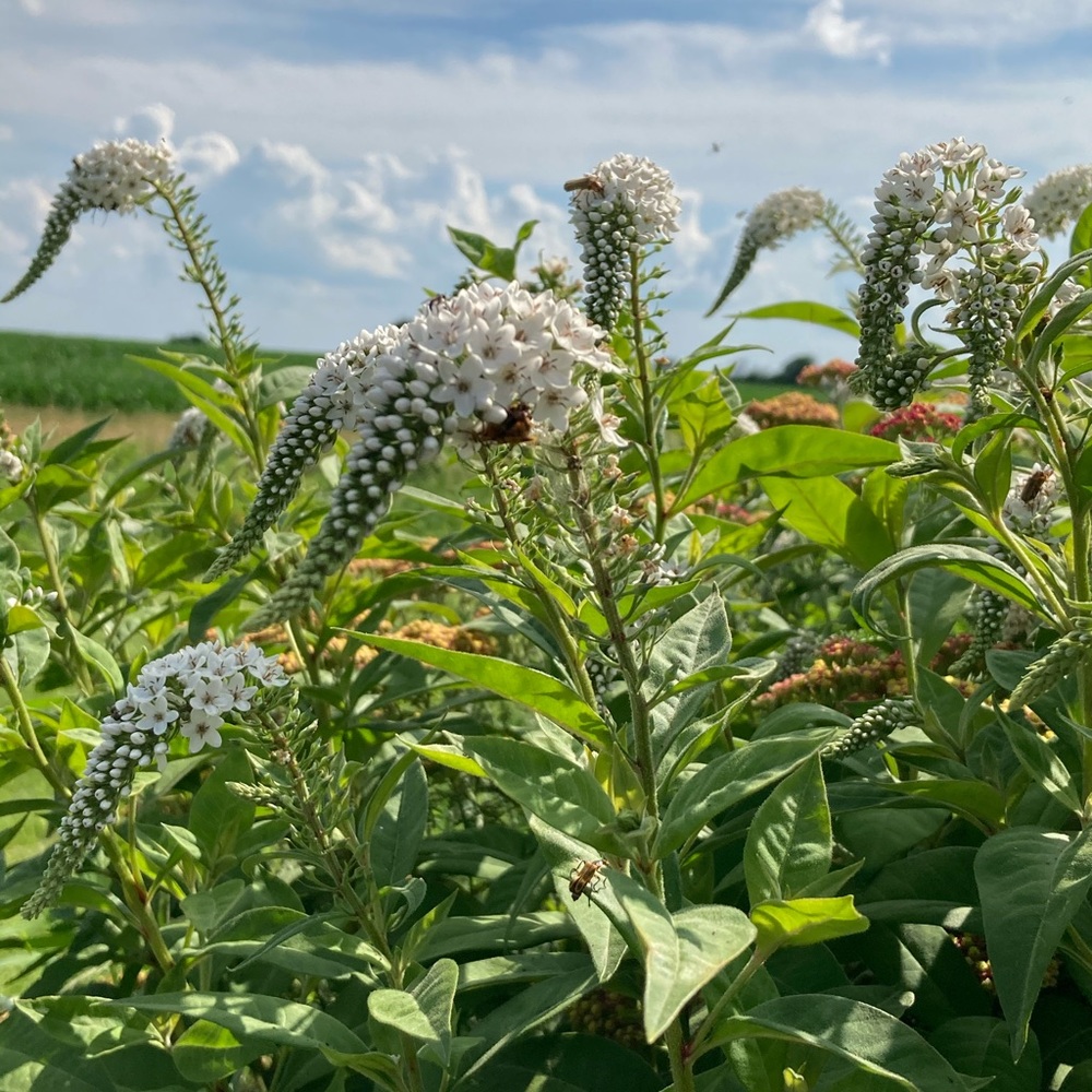 Meet your Posher, Sidney